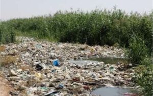 آبیاری گندم و جو با فاضلاب/تقابل اراده مسئولان و منافع مالی سودجویان