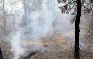 آتش‌افروز جنگل‌های هیرکانی دستگیر شد