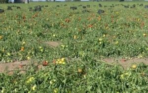 آغاز ارزیابی خسارت گسترده تگرگ به گوجه‌کاران جنوب استان بوشهر