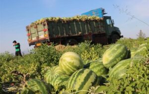 آغاز برداشت هندوانه شب یلدا از 2 هزار هکتار اراضی جاسک