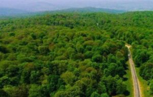 الگوی «جنگل‌داری اجتماعی» در زاگرس/تامین معیشت 10 میلیون نفراز جنگل