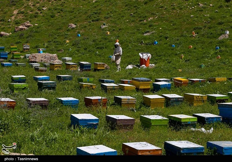 اخبار استان مازندران , کشاورزی , 