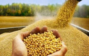 بیله‌سوار قطب تولید سویا در کشور