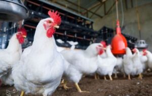 تأمین 800 تن کنجاله سویا برای مرغداری‌های خراسان شمالی