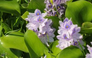 تاخت‌وتاز “شیطان بنفش” در شمال ایران/ بحران زیست‌محیطی تمام‌عیار “سنبل آبی” در تالاب‌ها