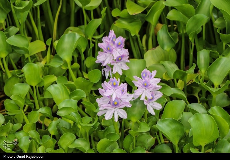 اخبار استان مازندران , اخبار ساری , نظام مسائل استان مازندران , نظام مسائل استان , 