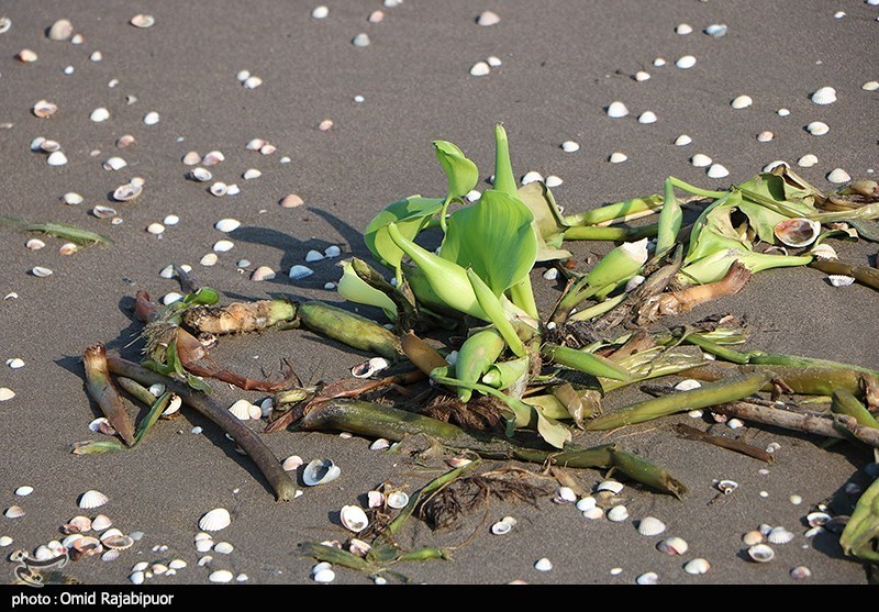 اخبار استان مازندران , اخبار ساری , نظام مسائل استان مازندران , نظام مسائل استان , 