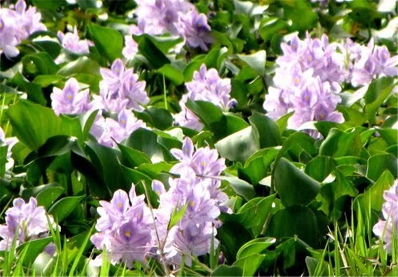 اخبار استان مازندران , اخبار ساری , نظام مسائل استان مازندران , نظام مسائل استان , 