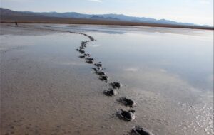 تالاب کجی نمکزار نهبندان پس از 18 ماه دوباره زنده شد