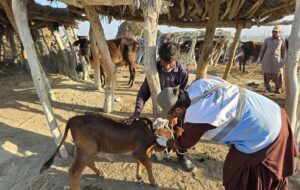 تحول در مدیریت دارویی دامپزشکی/ 700 مورد پایش اقلام دارویی در سیستان و بلوچستان