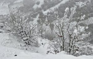 تداوم بارش برف و باران در سمنان/ کاهش دمای هوا و احتمال کولاک