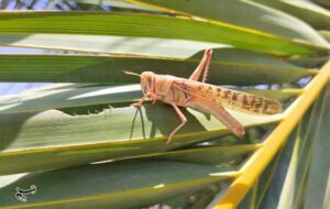 تمهیدات جهاد کشاورزی هرمزگان در برابر هجوم احتمالی ملخ صحرایی