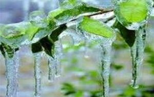 توصیه‌هایی برای پیشگیری از سرمازدگی باغات خراسان شمالی در پاییز و زمستان