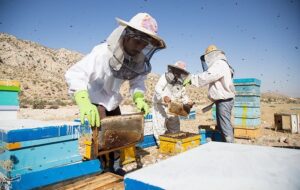 تولید سالانه 3 هزار تن عسل و 218 کیلوگرم ژل رویال در خراسان شمالی