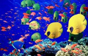 تولید میلیونی روی کاغذ؛ شیلات کردستان در دور باطل آمار و بی‌برنامگی