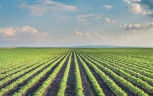 جشنواره کشاورزی دانش‌بنیان در قزوین برگزار می‌شود