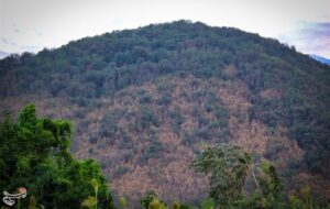 جنگل‌های هیر‌کانی در محاصره پیچک‌های مهاجم/ آیا فاجعه شمشادها دوباره تکرار می‌شود؟