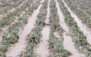 خسارات سنگین بارندگی و تگرگ به کشاورزان جنوب استان بوشهر