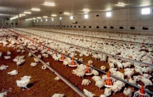 خشکسالی، جنگ اقتصادی و ضعف نظارت؛ 3 عامل اصلی بحران نهاده‌های دامی