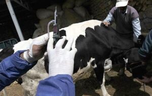 رئیس سازمان دامپزشکی: تب‌ برفکی در ایران کنترل شد/ پاندمی‌های جدید محتمل ا‌ست