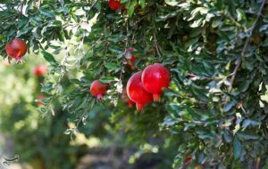 راز طلای سرخ در میانکاله/ محصولی که جای برنج و مرکبات را گرفت/ برگ برنده شمال چیست؟