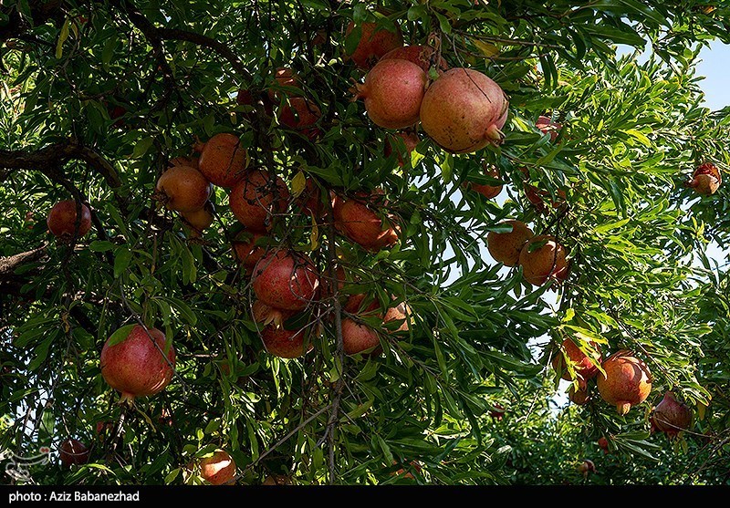 اخبار ساری , 