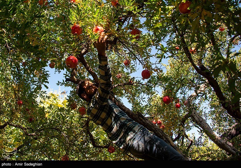 اخبار ساری , 
