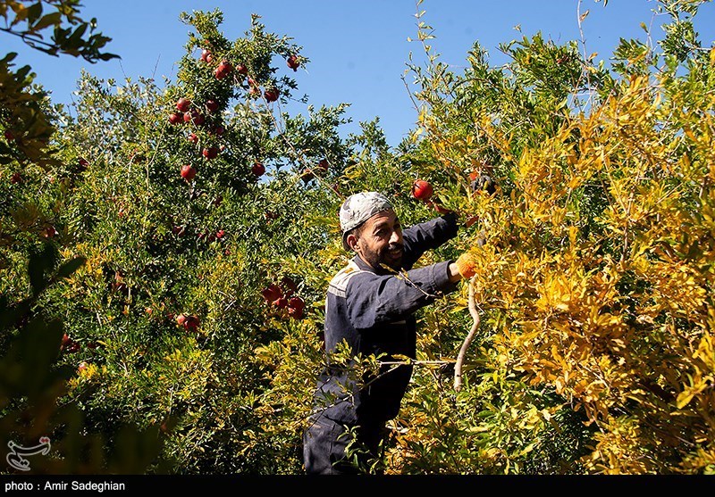 اخبار ساری , 