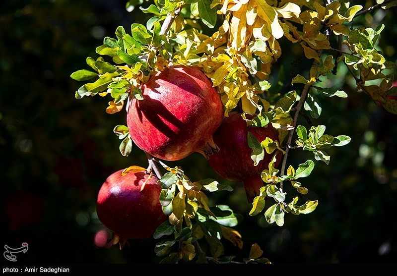 اخبار ساری , 