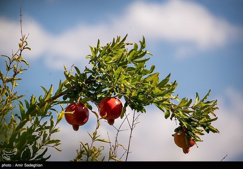 اخبار ساری , 