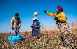 رشد سطح زیرکشت و تولید پنبه در خراسان شمالی؛ مانه رکورددار کشت و برداشت است