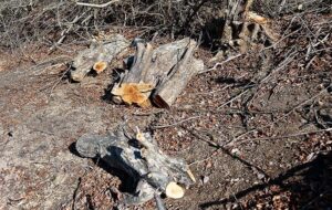 روایت‌های متناقض از پاک‌تراشی جنگل‌ هیرکانی/ چه کسی دستور قطع درختان 100 ساله را صادر کرد؟