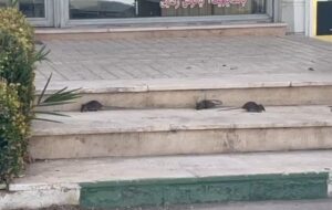 رژه جانوران موذی روی اعصاب مردم پرند، وقتی «موش‌گیری» در اولویت مدیریت شهری نیست