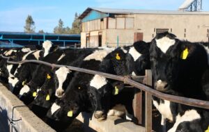 شناسایی نخستین مورد مشکوک سویه آفریقایی تب برفکی در نیشابور