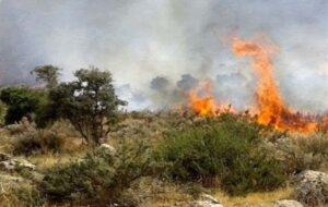 شکارچیان غیرمجاز عامل احتمالی آتش سوزی الیت هستند