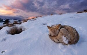 فراخوان محیط زیست کهگیلویه و بویراحمد برای میزبانی از حیات وحش در پی بارش سنگین برف