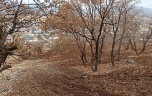 مسئولان درگیر تناقضات مرزی؛ کوهستان بلهزار قربانی شد+تصاویر