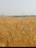 موفقیت گندم‌کاران کردستانی در تولید گندم دیم+تصویر