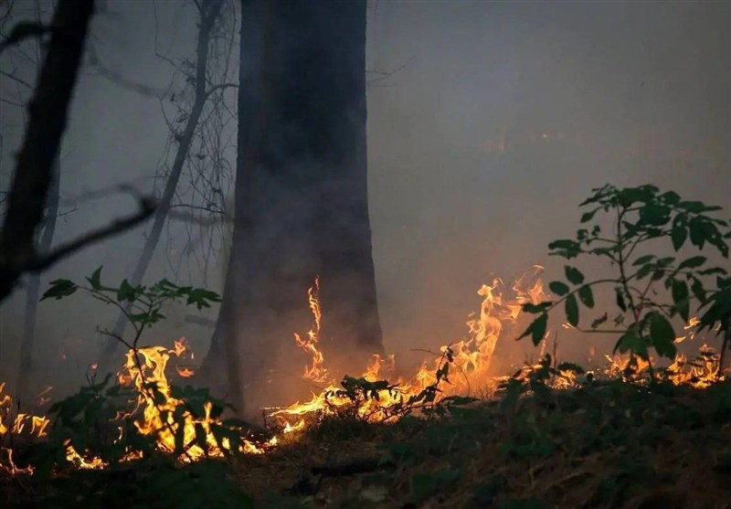 اخبار استان گلستان , جنگل های هیرکانی , نظام مسائل استان گلستان , 