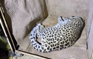 نجات پلنگ سرگردان از خیابان‌های شهمیرزاد