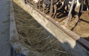 نهاده‌های دامی با تأخیر توزیع می‌شود