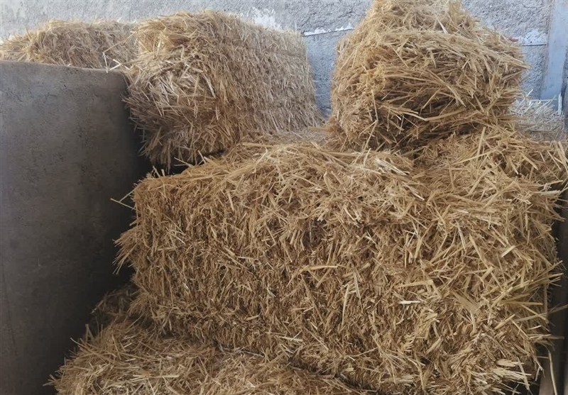 اخبار اسلامشهر , کشاورزی , گران‌فروشی , تولید ملی , 