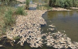 هورالعظیم در آستانه فاجعه زیست‌محیطی/ تالابی که از زنده به خشک تبدیل شد