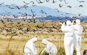پایش روزانه در کنترل بیماری آنفلوانزای فوق حاد پرندگان