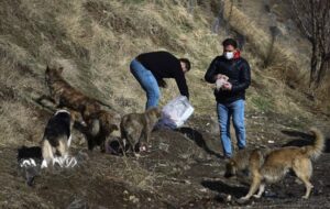 چالش سگ‌های رهاشده در بندر لنگه و بندر کنگ