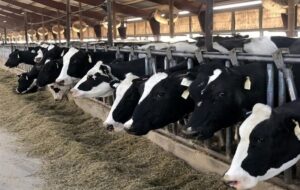 چراشهرک دامی سفیدشت با بحران تامین آب روبرواست؟