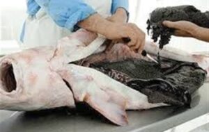 چه بلایی بر سر خاویار ایران آمد؟/ فروش 1.2 میلیونی اوزون برون در بازار سیاه!