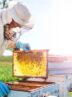 چهارمحال و بختیاری دارای 304 هزار کلنی زنبور عسل است