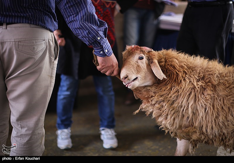 اخبار استان کرمانشاه , اخبار کرمانشاه , پروتکل های بهداشتی , 