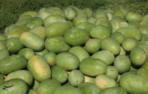 یلدا با طعم هندوانه میناب؛ برداشت محصول خارج از فصل آغاز شد